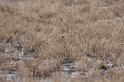 Concealed Ducks-How many